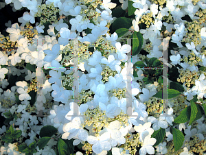 Picture of Viburnum plicatum f. tomentosum 'Shasta'