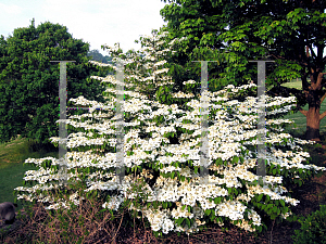 Picture of Viburnum plicatum f. tomentosum 'Shasta'