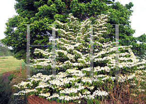 Picture of Viburnum plicatum f. tomentosum 'Shasta'