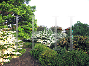 Picture of Viburnum plicatum f. tomentosum 'Shasta'