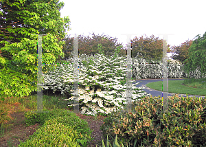 Picture of Viburnum plicatum f. tomentosum 'Shasta'