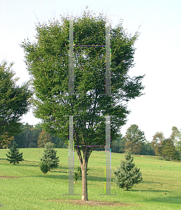 Picture of Zelkova serrata 'Green Vase'