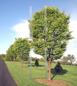 Picture of Zelkova serrata 'Green Vase'