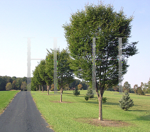 Picture of Zelkova serrata 'Green Vase'