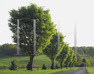 Picture of Zelkova serrata 'Green Vase'