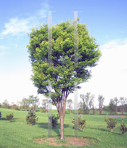 Picture of Zelkova serrata 'Green Vase'