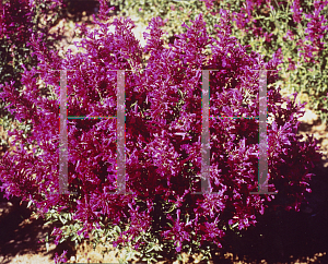 Picture of Agastache  'Purple Pygmy'