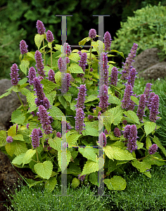 Picture of Agastache foeniculum 'Golden Jubilee'