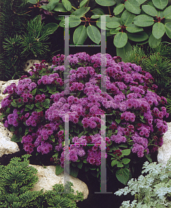 Picture of Ageratum houstonianum 'Purple Fields'