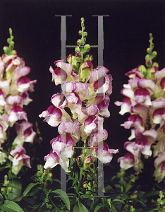 Picture of Antirrhinum majus 'Crown Light Mauve'