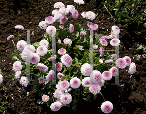 Picture of Bellis perennis 'Tasso Strawberries & Cream'