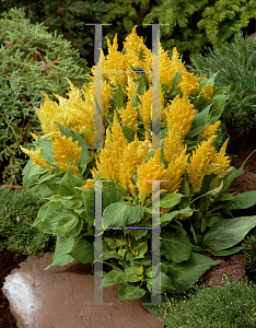 Picture of Celosia argentea (Plumosa Group) 'Fresh Look Yellow'