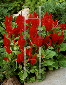 Picture of Celosia argentea (Plumosa Group) 'Fresh Look Red'