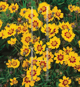 HORTICOPIA®-- Coreopsis grandiflora 'Heliot' (Tickseed Coreopsis ...