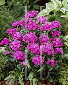 Picture of Dianthus barbatus 'Noverna Purple'