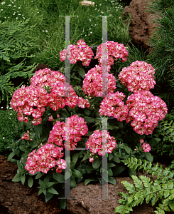 Picture of Phlox drummondii 'Grammy pink/white'