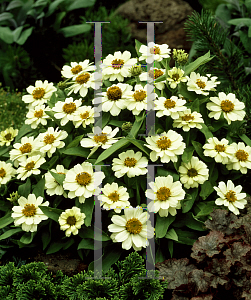 Picture of Zinnia x 'Profusion White'