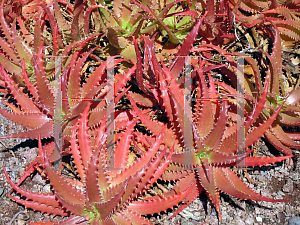 Picture of Aloe dorotheae 