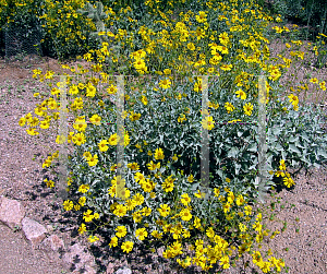 Picture of Encelia farinosa 