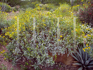 Picture of Encelia farinosa 