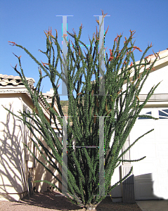 Picture of Fouquieria splendens 