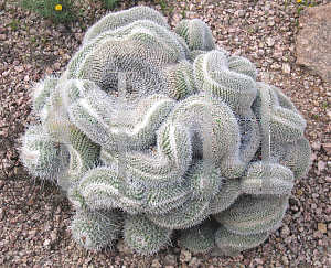 Picture of Mammillaria geminispina 'Cristata'