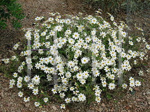 Picture of Melampodium leucanthum 