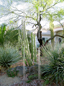 Picture of Pachycereus schottii var. monstrosus 