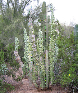 Picture of Pachycereus schottii var. monstrosus 