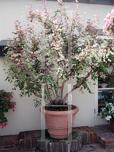 Picture of Breynia disticha 'Roseopicta'