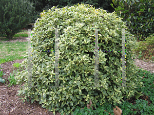 Picture of Osmanthus heterophyllus 'Goshiki'