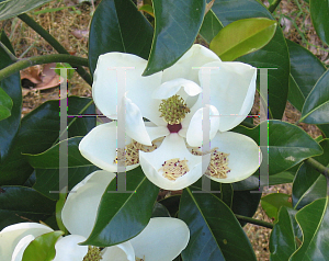 Picture of Magnolia grandiflora 'Claudia Wannamaker'