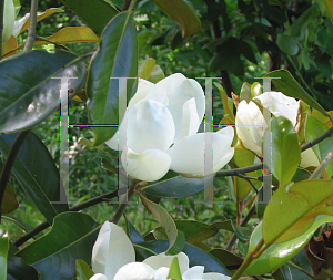 Picture of Magnolia grandiflora 'Claudia Wannamaker'