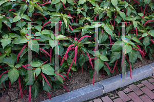 Picture of Acalypha hispida 