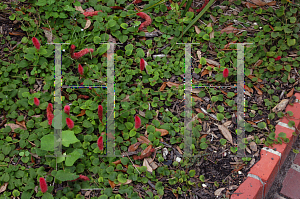 Picture of Acalypha repens 