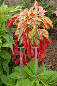 Picture of Amaranthus tricolor 'Illumination'