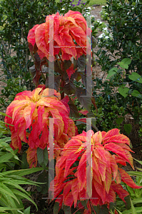 Picture of Amaranthus tricolor 'Illumination'