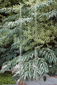 Picture of Aralia elata 'Silver Umbrella'