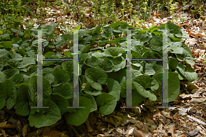 Picture of Asarum canadense 