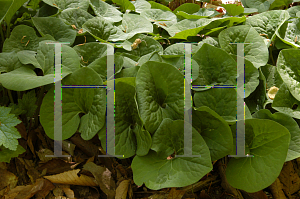 Picture of Asarum canadense 