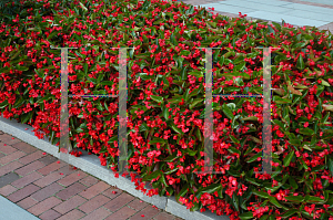 Picture of Begonia coccinea hybrids 'Dragon Wing Red'