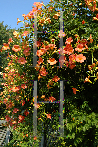 Picture of Campsis grandiflora 'Morning Calm'