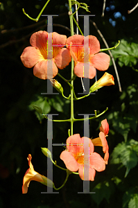 Picture of Campsis grandiflora 'Morning Calm'