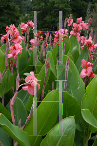 Picture of Canna x generalis 
