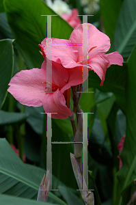 Picture of Canna x generalis 