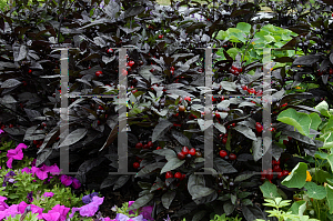 Picture of Capsicum annuum var. annuum 'Black Pearl'