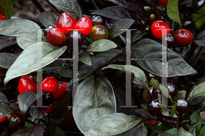 Picture of Capsicum annuum var. annuum 'Black Pearl'