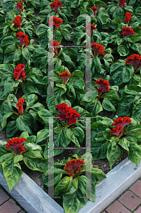 Picture of Celosia argentea (Cristata Group) 