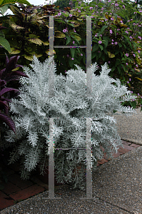 Picture of Centaurea cineraria 'Colchester White'