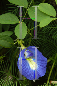 Picture of Clitoria ternatea 